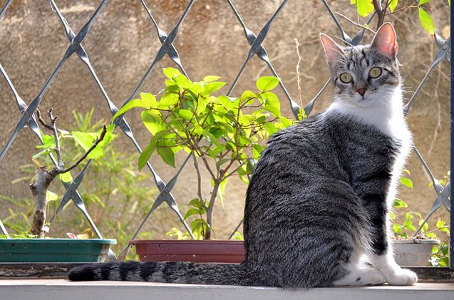 brazilian shorthair