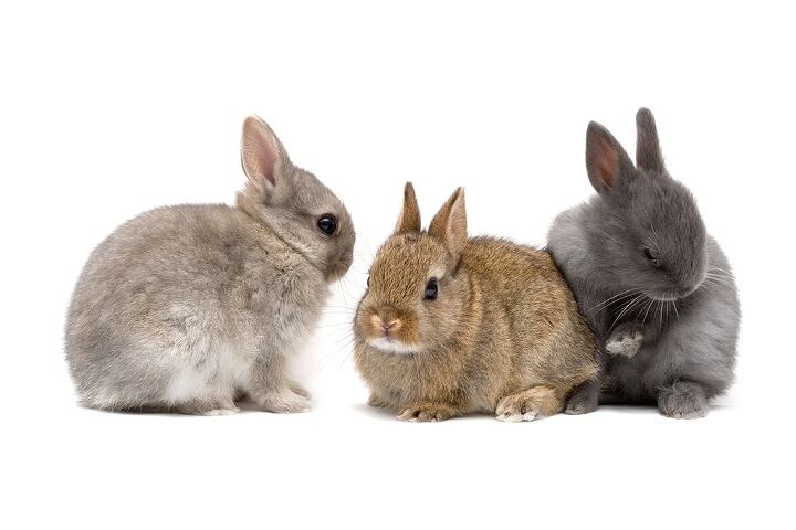 netherland dwarf rabbit