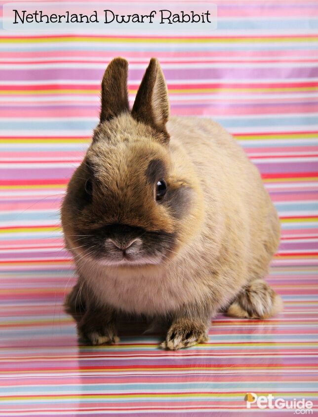 netherland dwarf rabbit