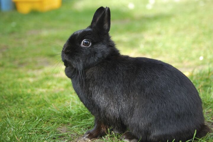 netherland dwarf rabbit