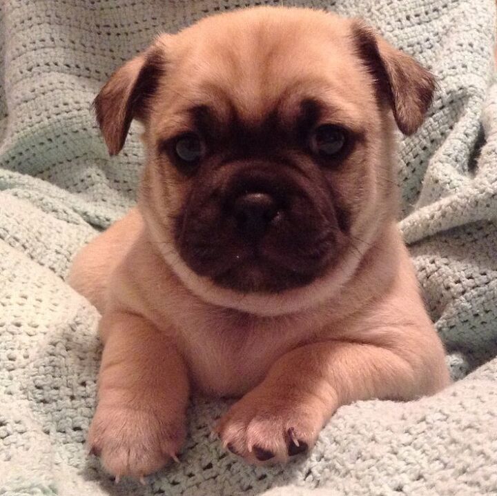 puggat