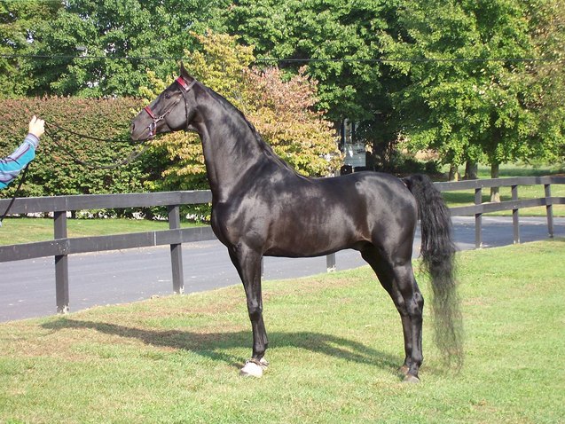 american saddlebred horse