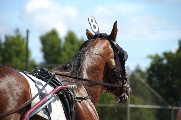 american standardbred horse