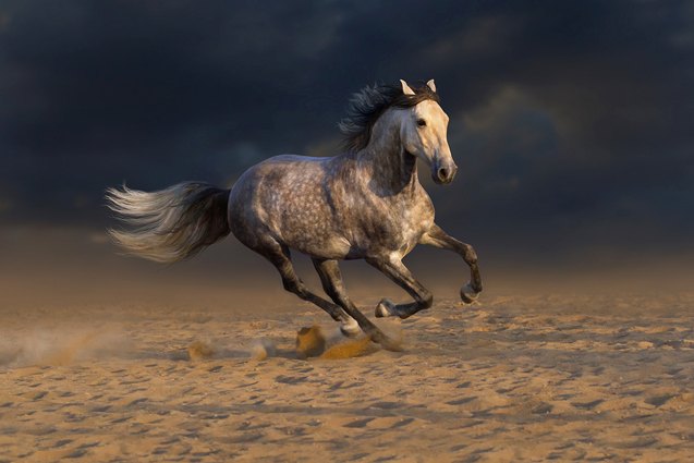 andalusian horse