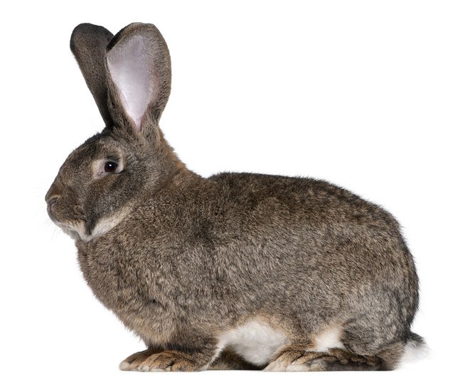 flemish giant rabbit