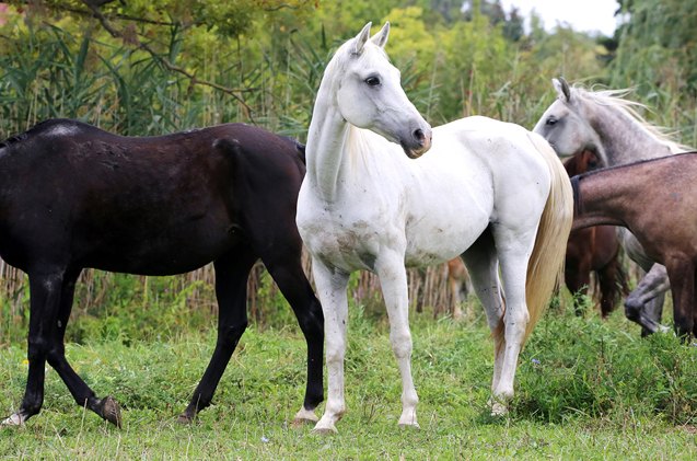 arabian horse