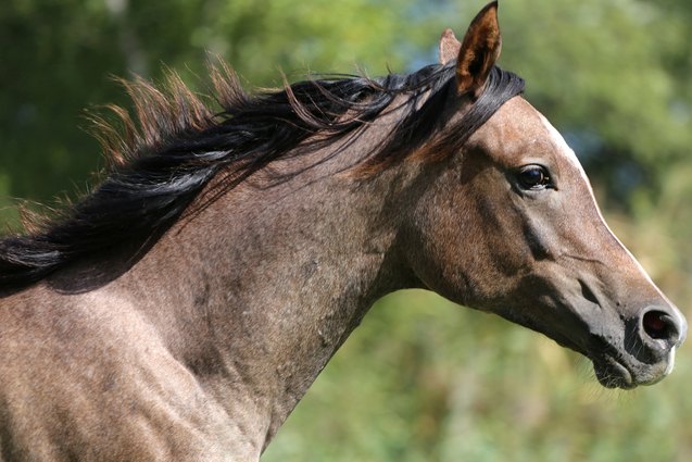 arabian horse