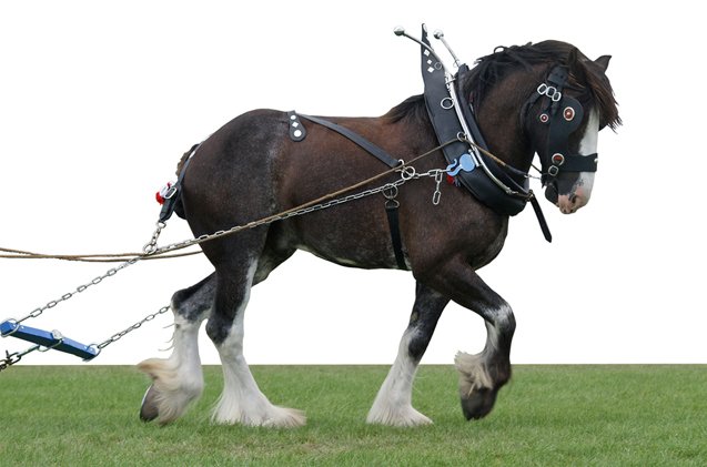 clydesdale horse