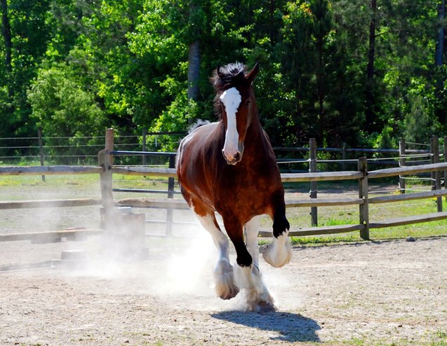 clydesdale horse