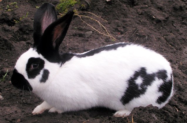 checkered giant rabbit