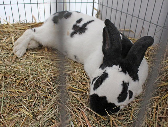 checkered giant rabbit