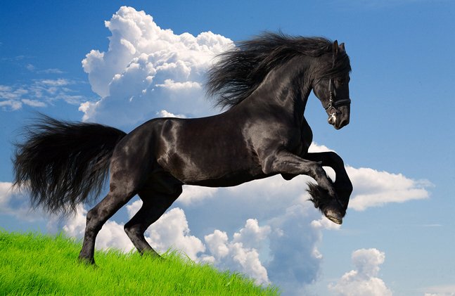 friesian horse