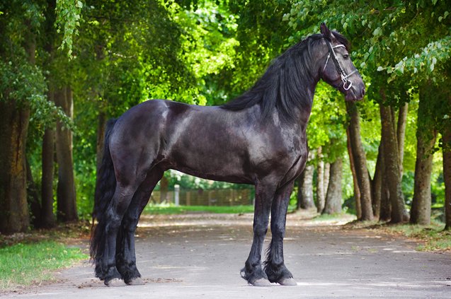 friesian horse