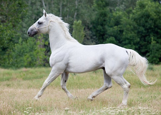 hanoverian horse