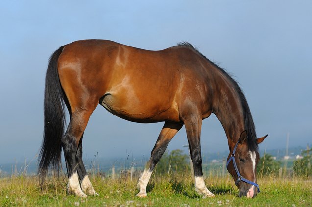 hanoverian horse