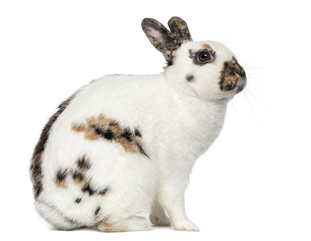 english spot rabbit