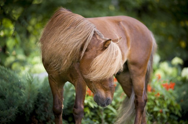 miniature horse