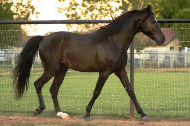 missouri fox trotter