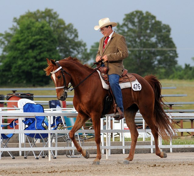 missouri fox trotter