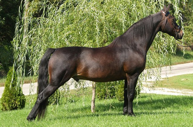 morgan horse