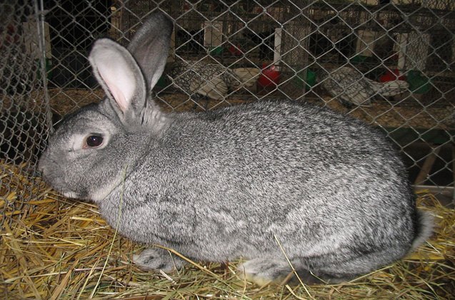 american chinchilla rabbit