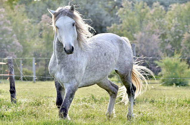 mustang horse