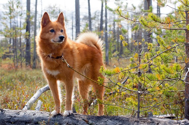 finnish spitz