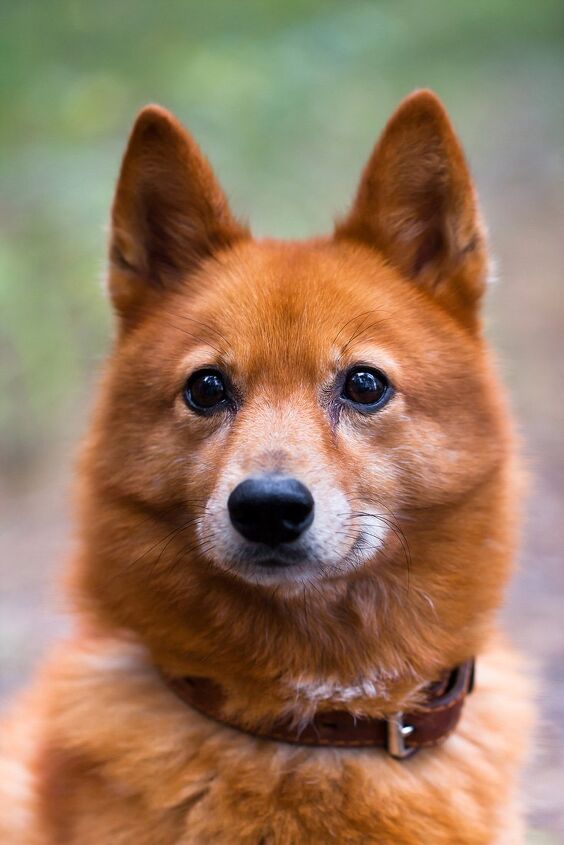 finnish spitz