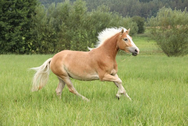 palomino horse