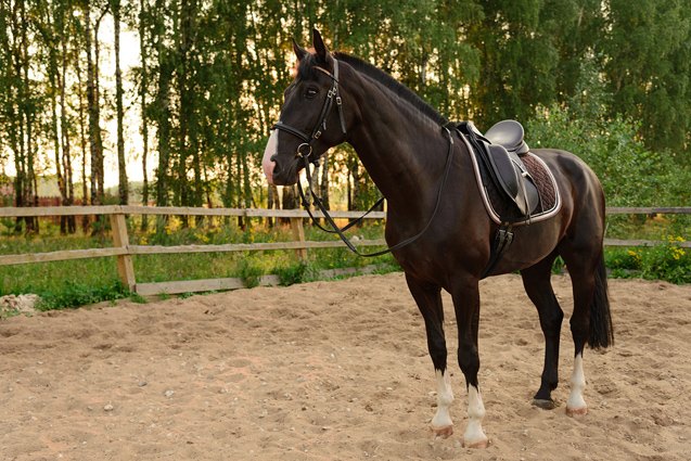 american quarter horse