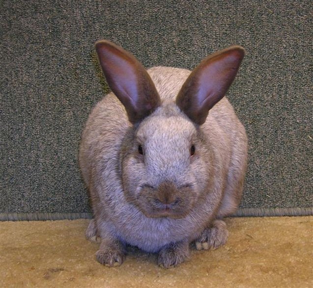 argente brun rabbit