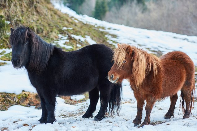 shetland pony