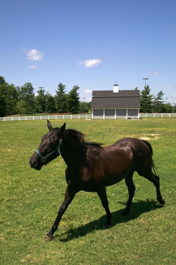 tennessee walking horse