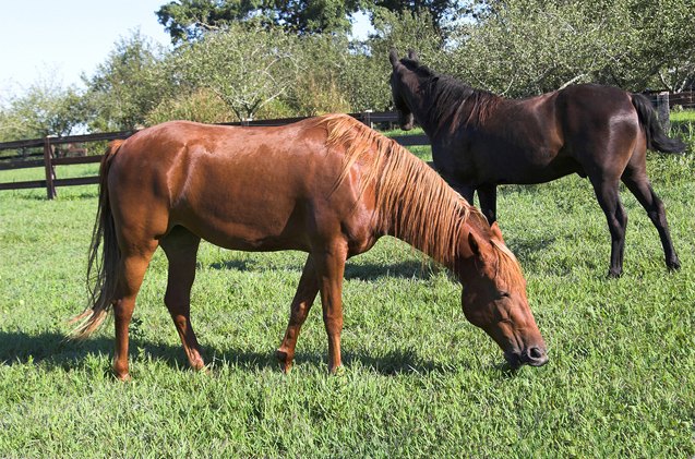 tennessee walking horse