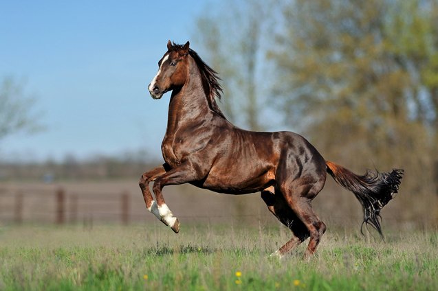 thoroughbred horse