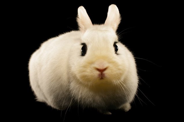 dwarf hotot