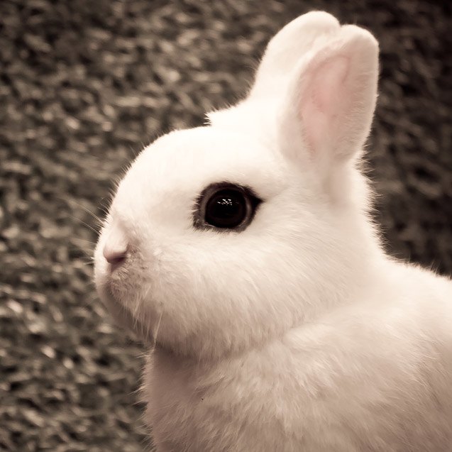 dwarf hotot