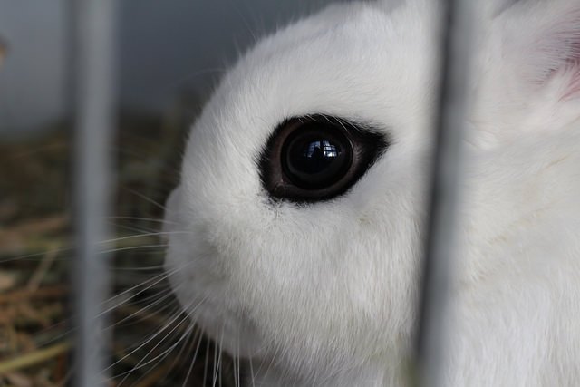 dwarf hotot