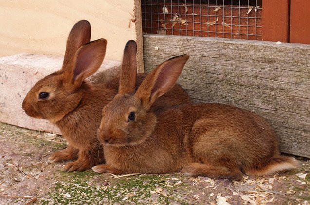 belgian hare