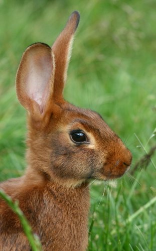 belgian hare