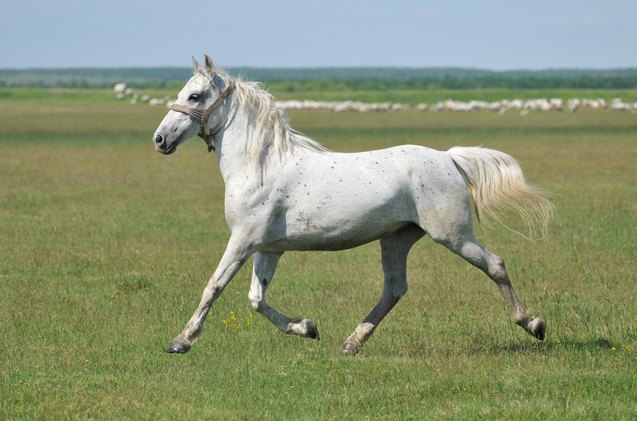 lipizzan horse