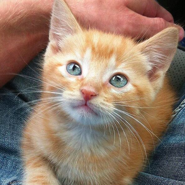 meow hot model loves his adorable cat