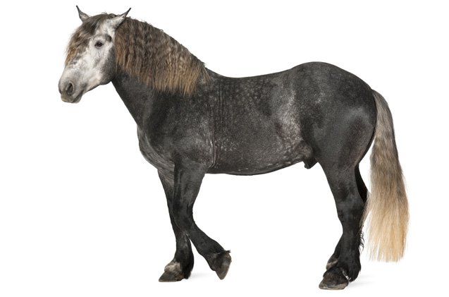 percheron horse