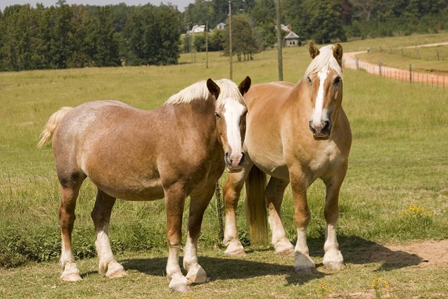 percheron horse