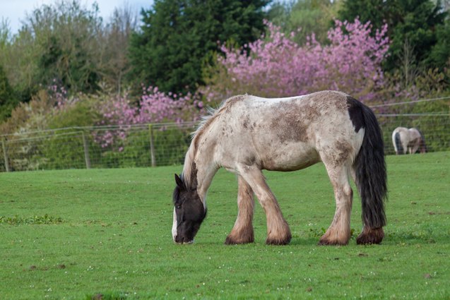 shire horse