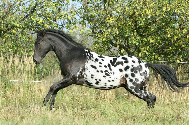 appaloosa horse