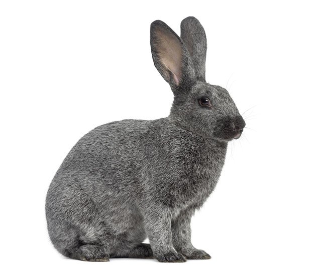 champagne dargent rabbit