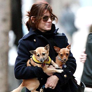 11 celebrities who decided to adopt not shop