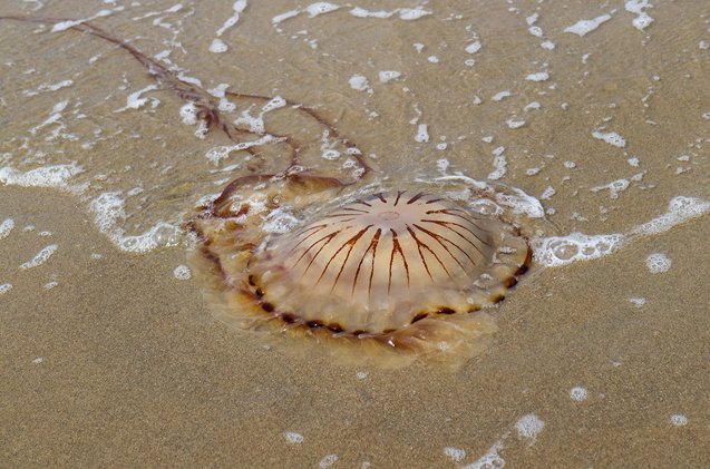 do you lift a leg when your dog is stung by jellyfish