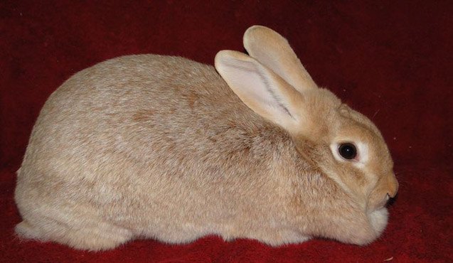 creme dargent rabbit